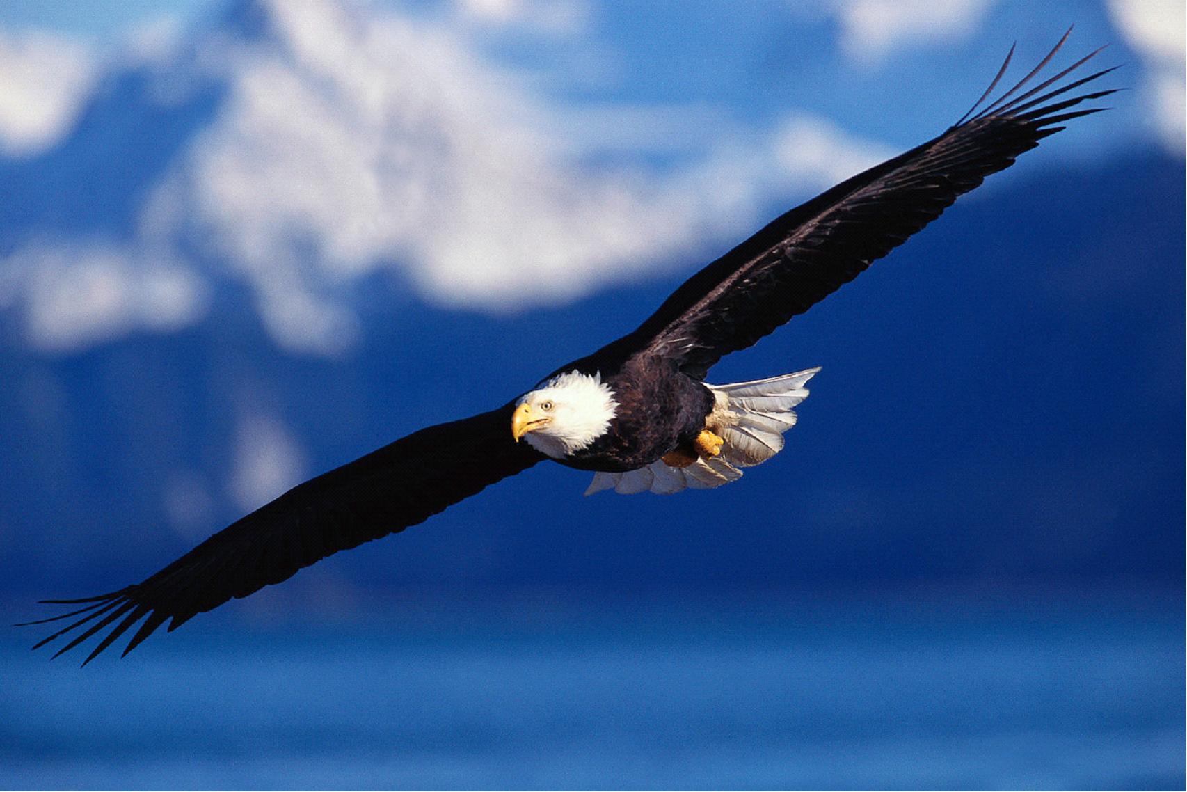 clipart eagles soaring - photo #27