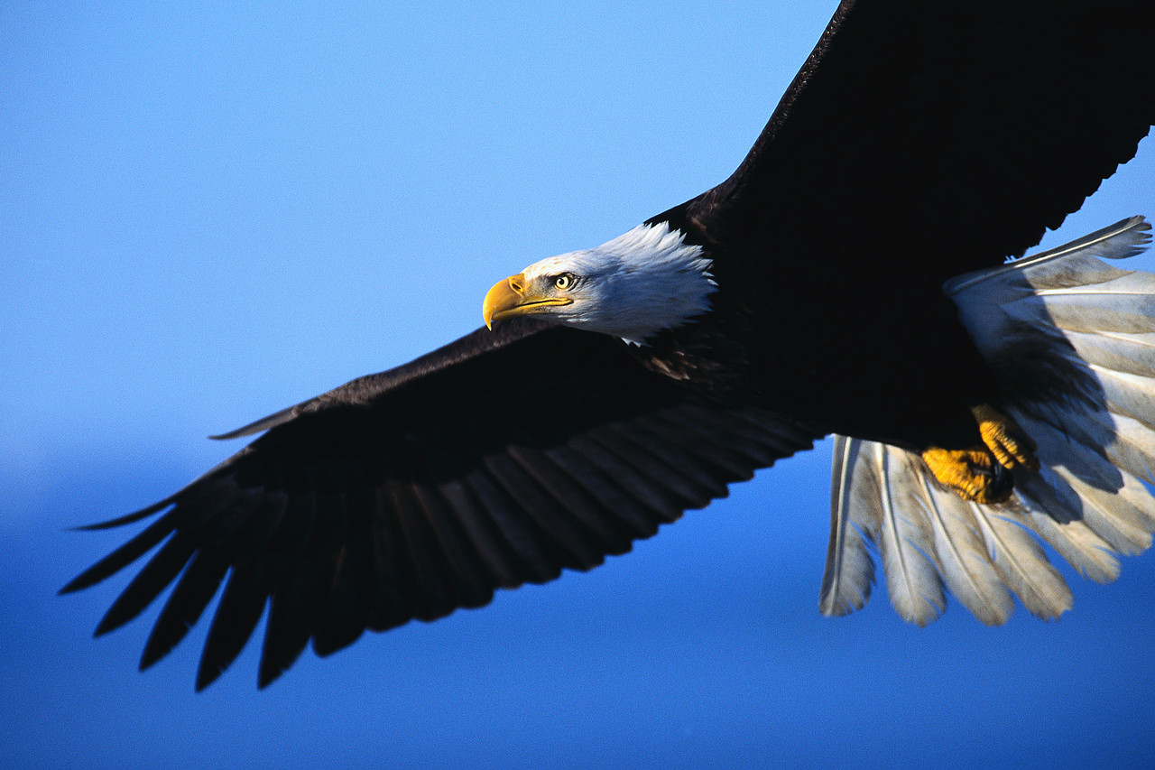 clipart eagles soaring - photo #19